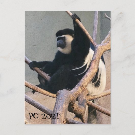 Herr Monkey Postkarte (Vorderseite)