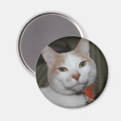 Herr Peabody! Magnet (Vorderseite/Rückseite)