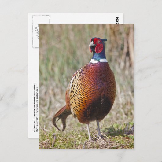 Herr Pheasant Postcard Postkarte (Vorne/Hinten)