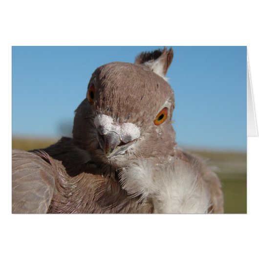 Herr Pigeon (Vorderseite (Horizontal))