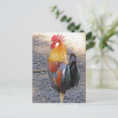 Herr Rooster Postkarte (Stehend Vorderseite)