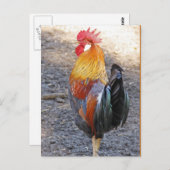 Herr Rooster Postkarte (Vorne/Hinten)