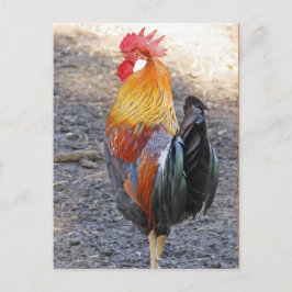 Herr Rooster Postkarte