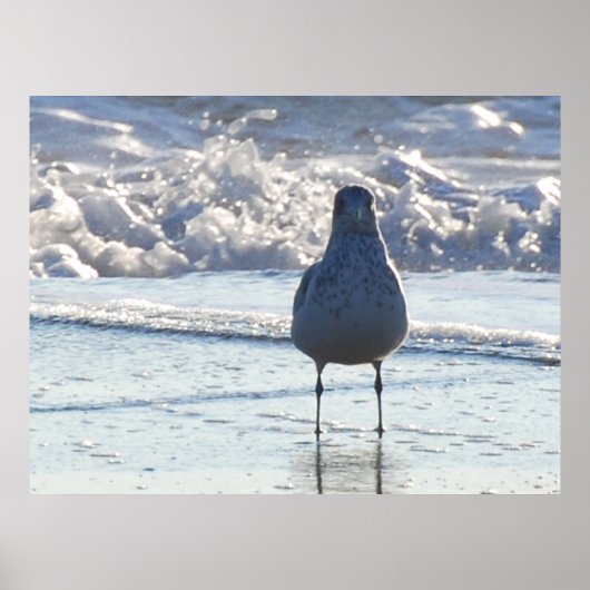 Herr Seagull Poster (Vorne)