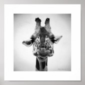 Herr Serious Giraffe Black and White Fotografy Poster (Vorne)