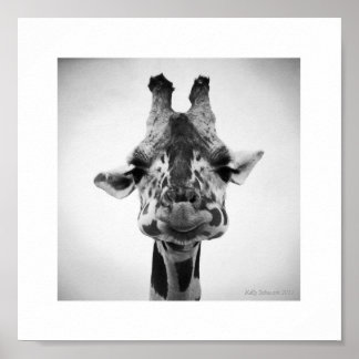 Herr Serious Giraffe Black and White Fotografy Poster
