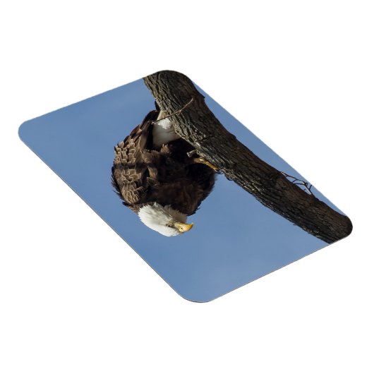 Herr Serious Magnet (Rechte Seite)