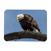 Herr Serious Magnet (Horizontal)