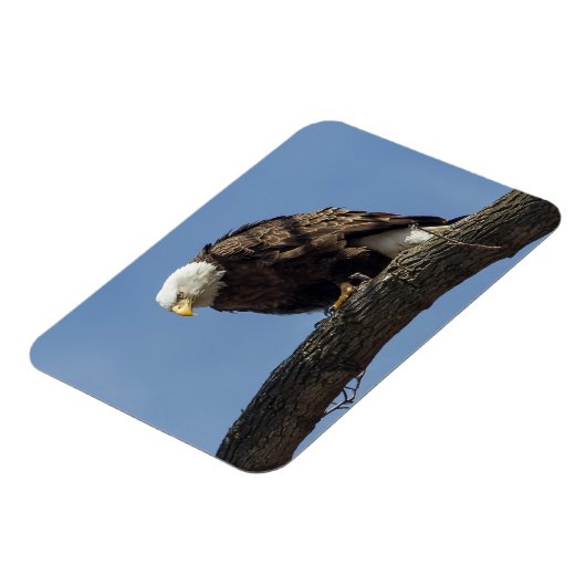 Herr Serious Magnet (Linke Seite)