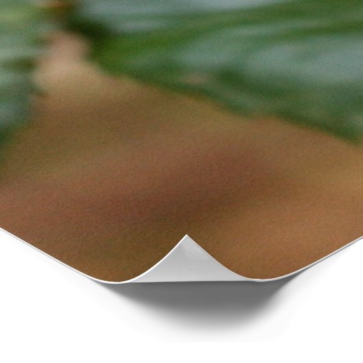 Herr Snail Poster (Ecke)