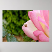 Herr Snail Poster (Vorne)