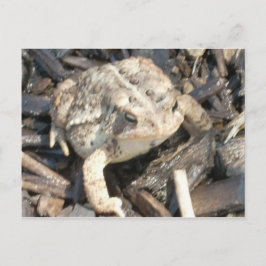 Herr Toad Postkarte