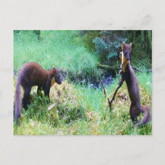 Herr und Frau Pine Marten Date Night Postkarte (Vorderseite)
