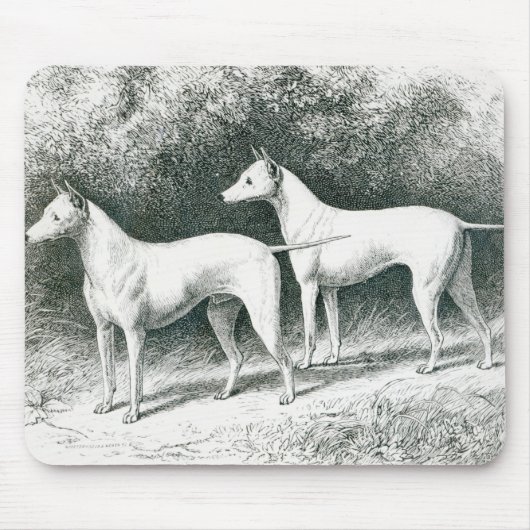 Herr Vero Shaw Terrier White English Mousepad (Vorne)