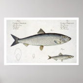Herring (Clupea Harengus) (Fig. 1) and Sprat (Clup Poster (Vorne)