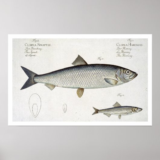 Herring (Clupea Harengus) (Fig. 1) and Sprat (Clup Poster (Vorne)