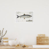 Herring (Clupea Harengus) (Fig. 1) and Sprat (Clup Poster (Küche)