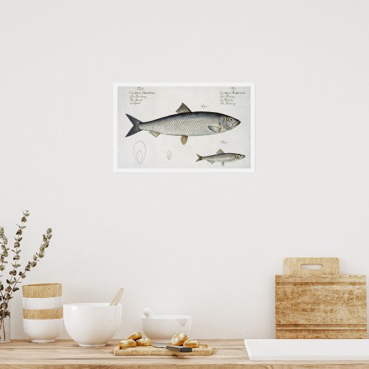 Herring (Clupea Harengus) (Fig. 1) and Sprat (Clup Poster (Küche)