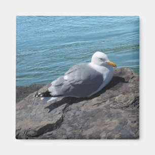 Herring Gull auf Rock Jetty Magnet