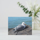 Herring Gull auf Rock Jetty Postkarte (Stehend Vorderseite)