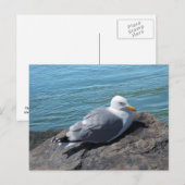 Herring Gull auf Rock Jetty Postkarte (Vorne/Hinten)