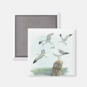 Herring Gull Magnet (Vorderseite/Rückseite)