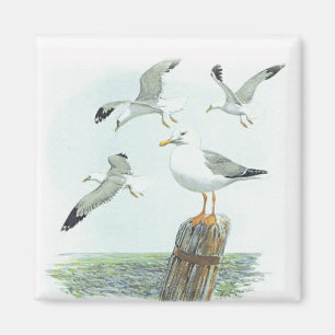 Herring Gull Magnet