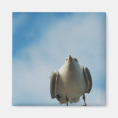 Herring Gull Magnet (Vorne)