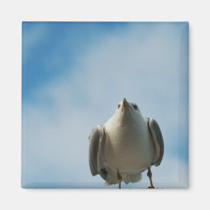 Herring Gull Magnet