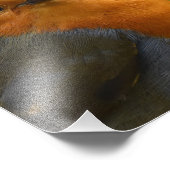 Herrlich gut aussehend Robin Fotodruck (Ecke)