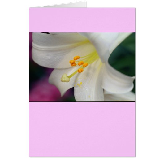 Herrlich während Lily (Vorne)