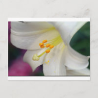 Herrlich während Lily