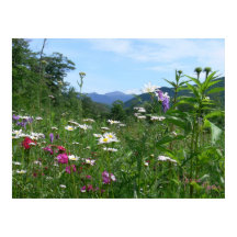 Herrliche Aussicht auf die Blume
