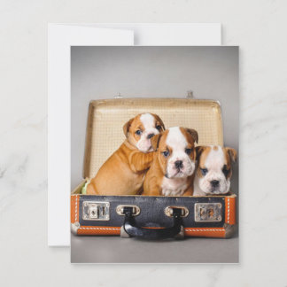 Herrliche Bulldoggen Welpen | Hund Lover Einladung