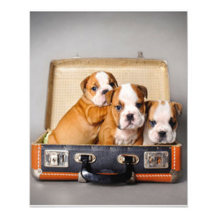Herrliche Bulldoggen Welpen Hund Lover Fotodruck