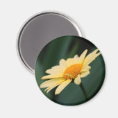 Herrliche Daisy-Blumenfotografie Magnet (Vorderseite/Rückseite)