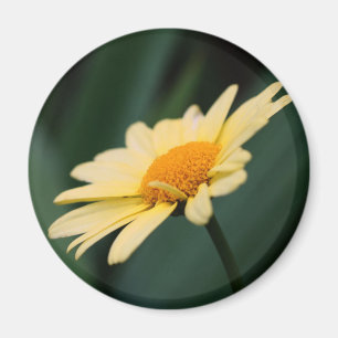 Herrliche Daisy-Blumenfotografie Magnet