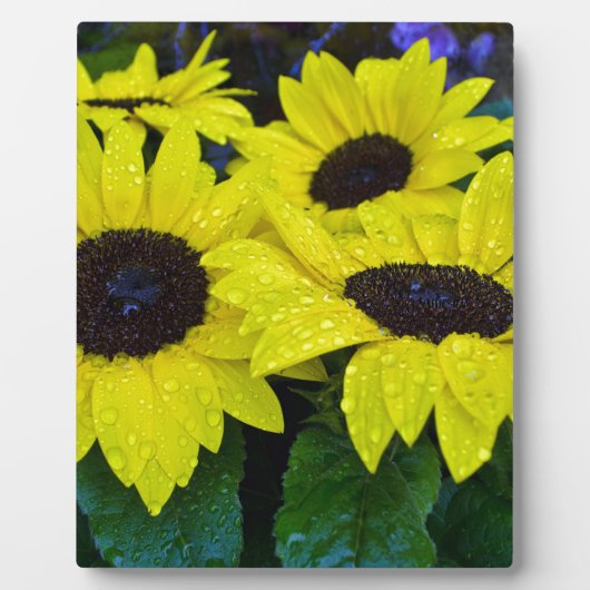 HERRLICHE GARTEN-SONNENBLUMEN FOTOPLATTE (Vorderseite)