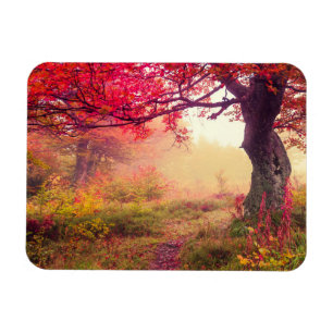 Herrliche Landschaft mit Herbstbäumen im Wald Magnet