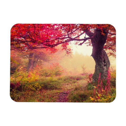 Herrliche Landschaft mit Herbstbäumen im Wald Magnet (Horizontal)