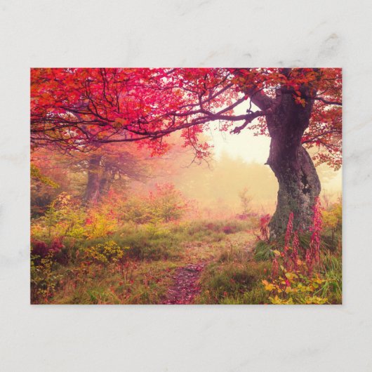 Herrliche Landschaft mit Herbstbäumen im Wald Postkarte (Vorderseite)