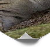 herrliche Luchs-Ruhe Poster (Ecke)