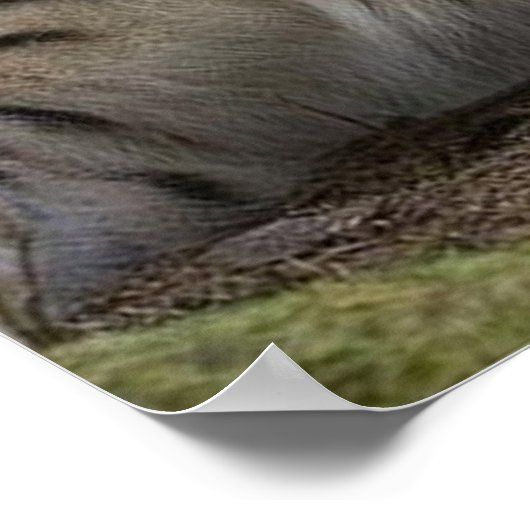 herrliche Luchs-Ruhe Poster (Ecke)