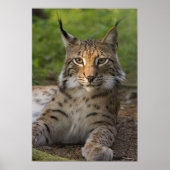 herrliche Luchs-Ruhe Poster (Vorne)