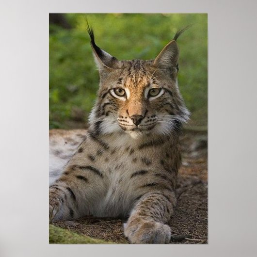 herrliche Luchs-Ruhe Poster (Vorne)