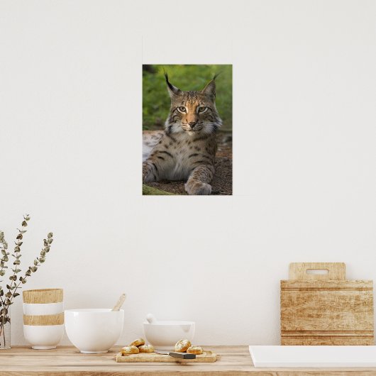 herrliche Luchs-Ruhe Poster (Küche)