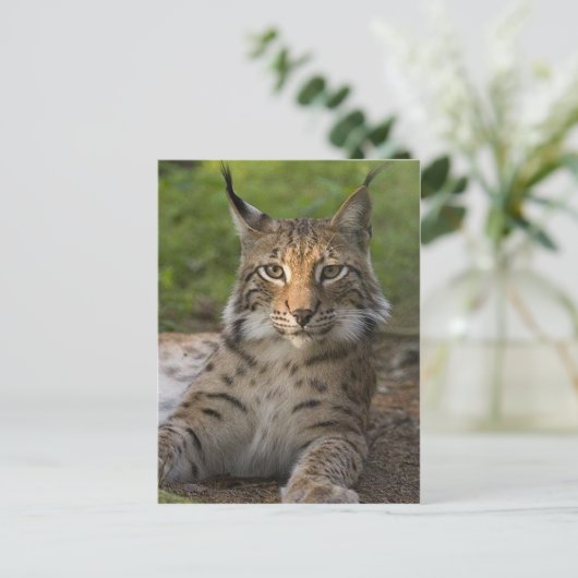 herrliche Luchs-Ruhe Postkarte (Stehend Vorderseite)