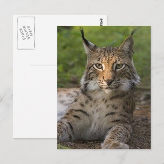 herrliche Luchs-Ruhe Postkarte (Vorne/Hinten)