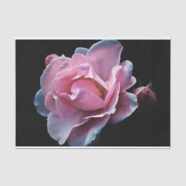 Herrliche rosa Rose auf Schwarzem Seidenpapier