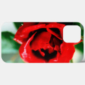 Herrliche rote Rose mit Morgentauben Case-Mate iPhone Hülle (Rückseite (Horizontal))